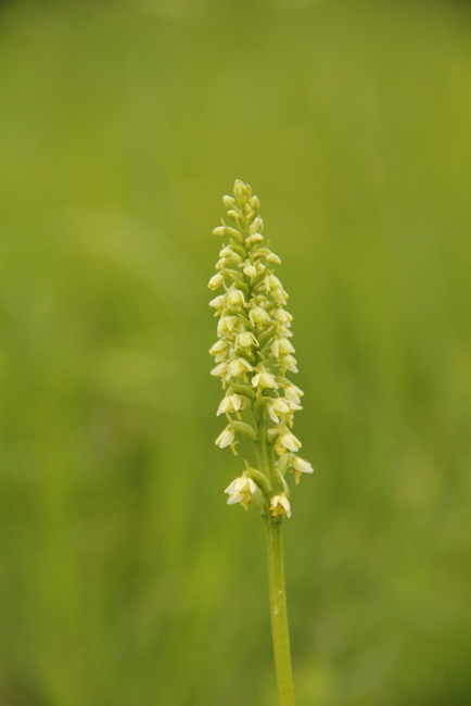 Pseudorchis albida