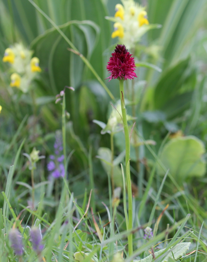 Nigritella nigra ssp. rhellicani?