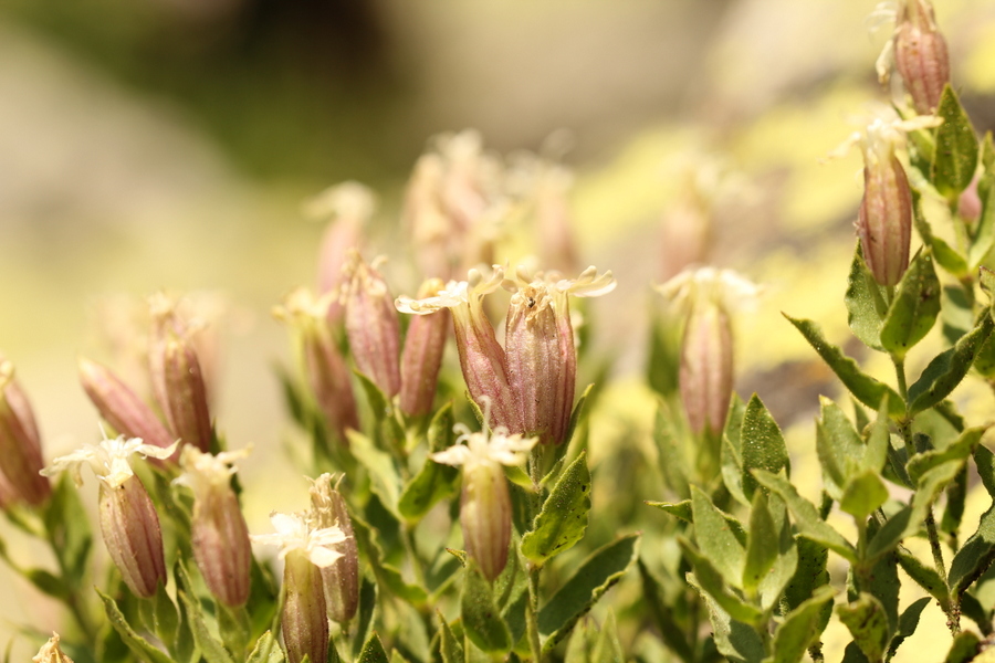 Silene cordifolia All. / Silene a foglie cuoriformi