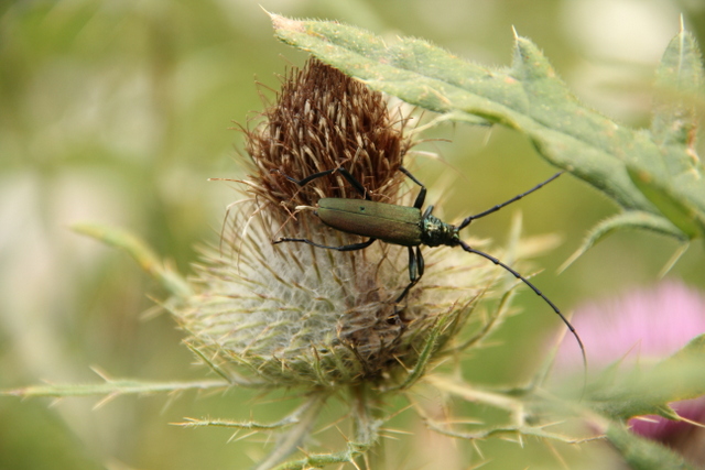 Aromia moschata