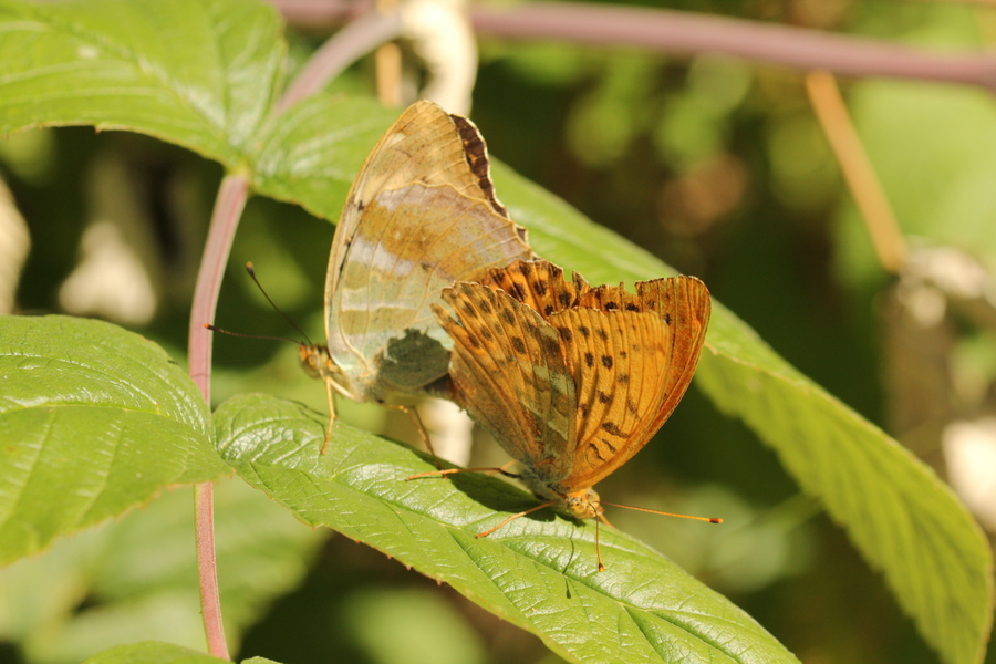 Argynnis? - Argynnis paphia