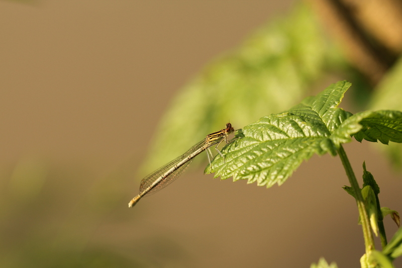 Platycnemis pennipes?