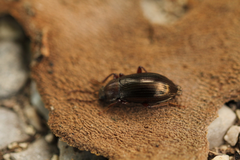 Stenomax aeneus (cf.), tenebrionide