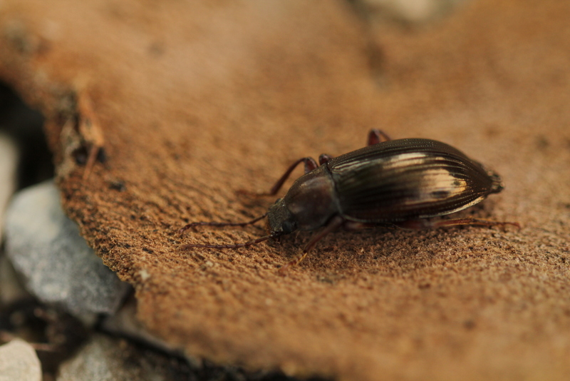 Stenomax aeneus (cf.), tenebrionide