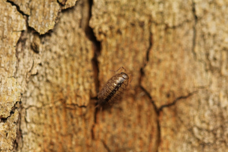 Armadillium?