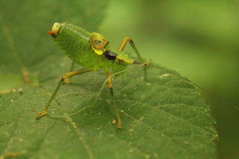 Barbitistes sp.