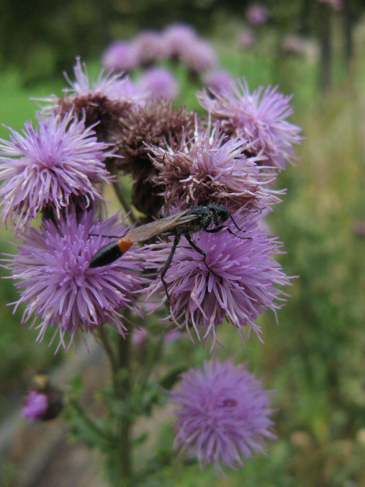 Sphecidae? S. Ammophila sp.