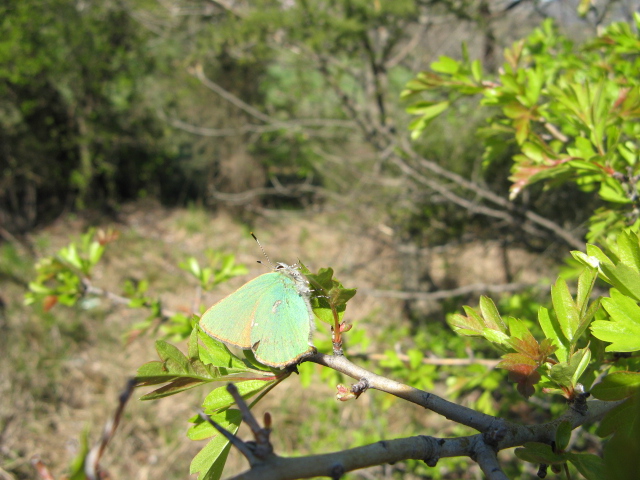 farfalla da id - Callophrys rubi