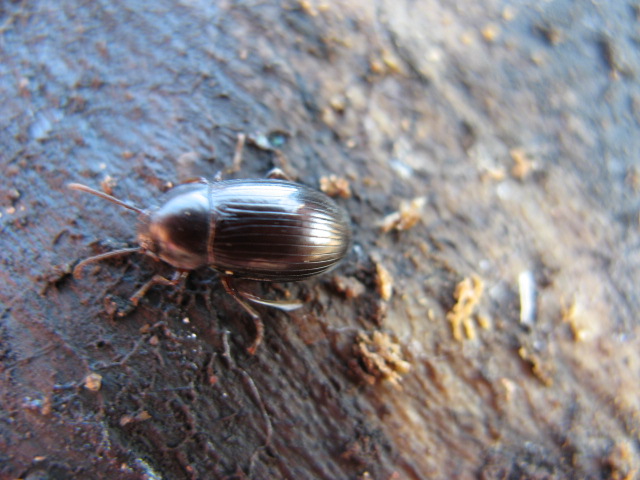 Tenebrionidae: Nalassus sp.