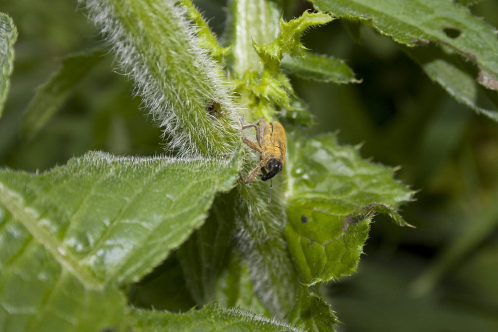 Curculionidae: Lixus sp.