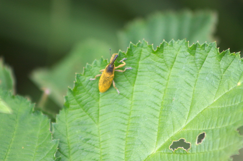 Curculionidae: Lixus sp.