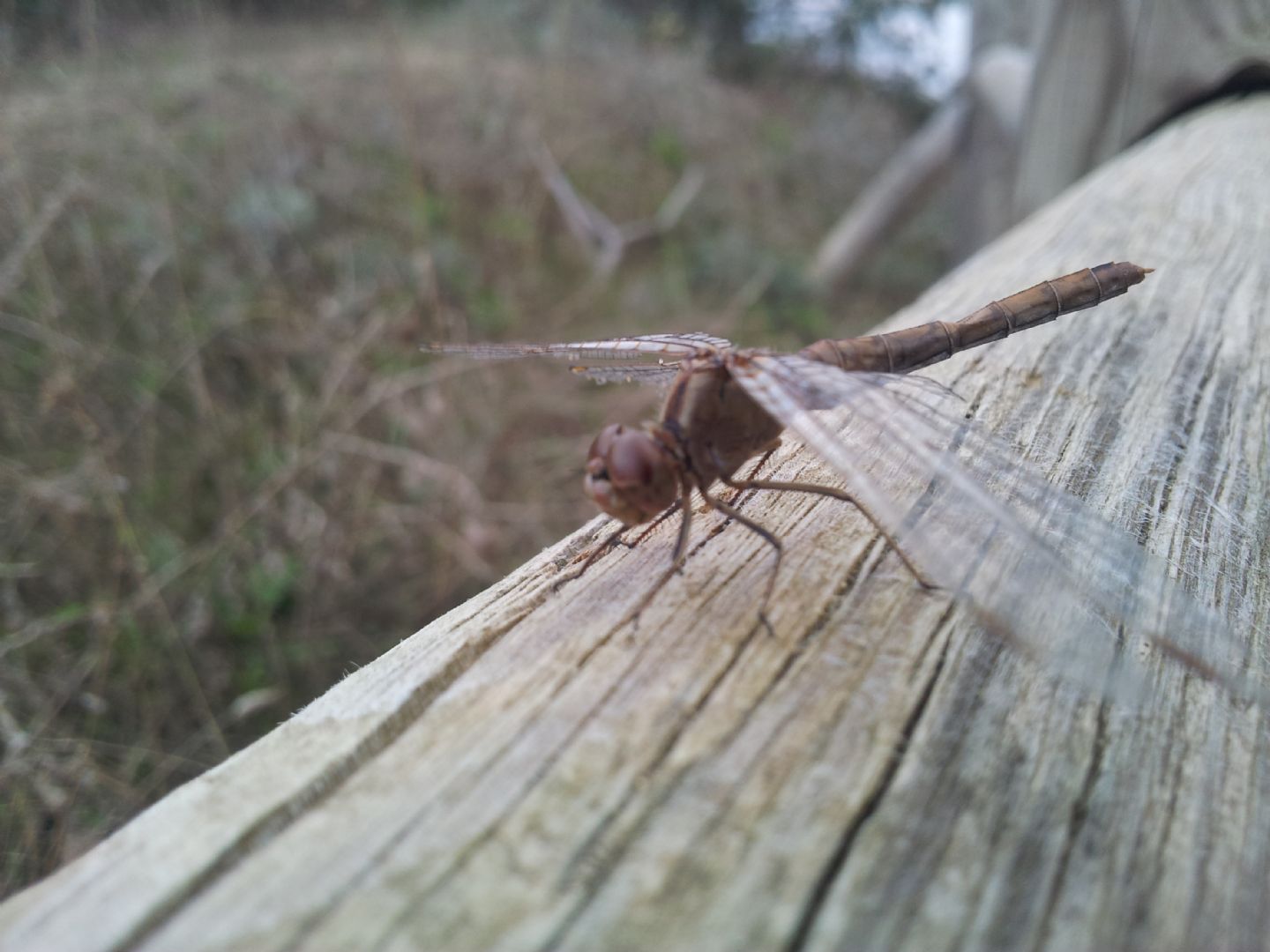 Libellula da identificare: Sympetrum meridionale