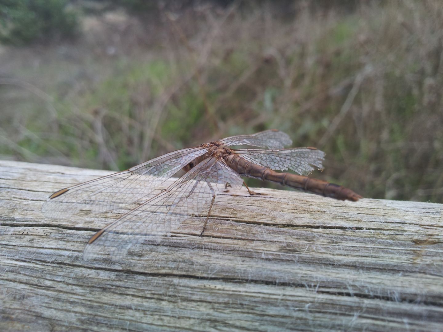 Libellula da identificare: Sympetrum meridionale