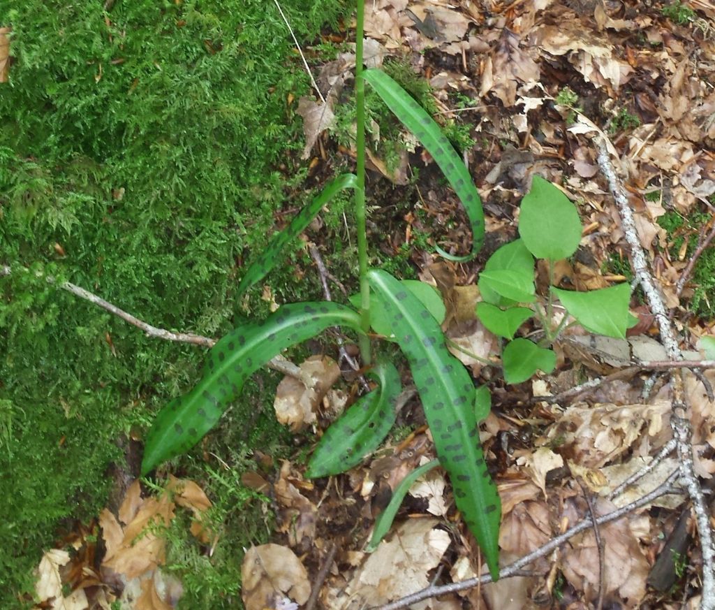 Orchidea amiatina : Dactylorhiza maculata ssp. fucsii