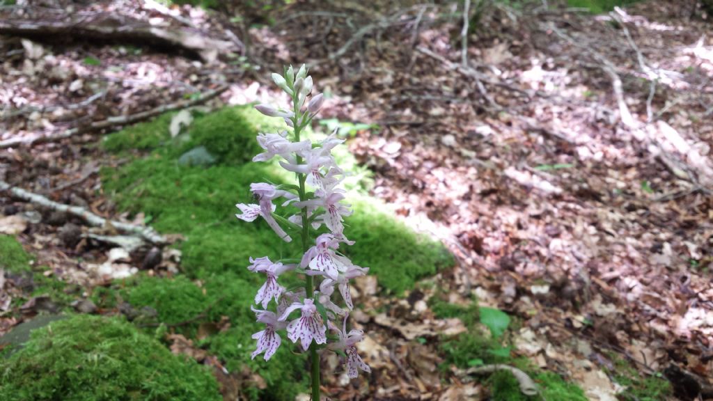 Orchidea amiatina : Dactylorhiza maculata ssp. fucsii