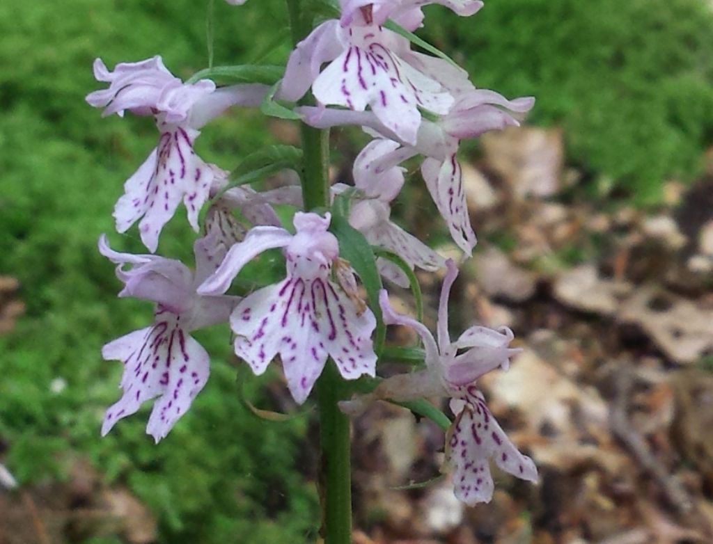 Orchidea amiatina : Dactylorhiza maculata ssp. fucsii