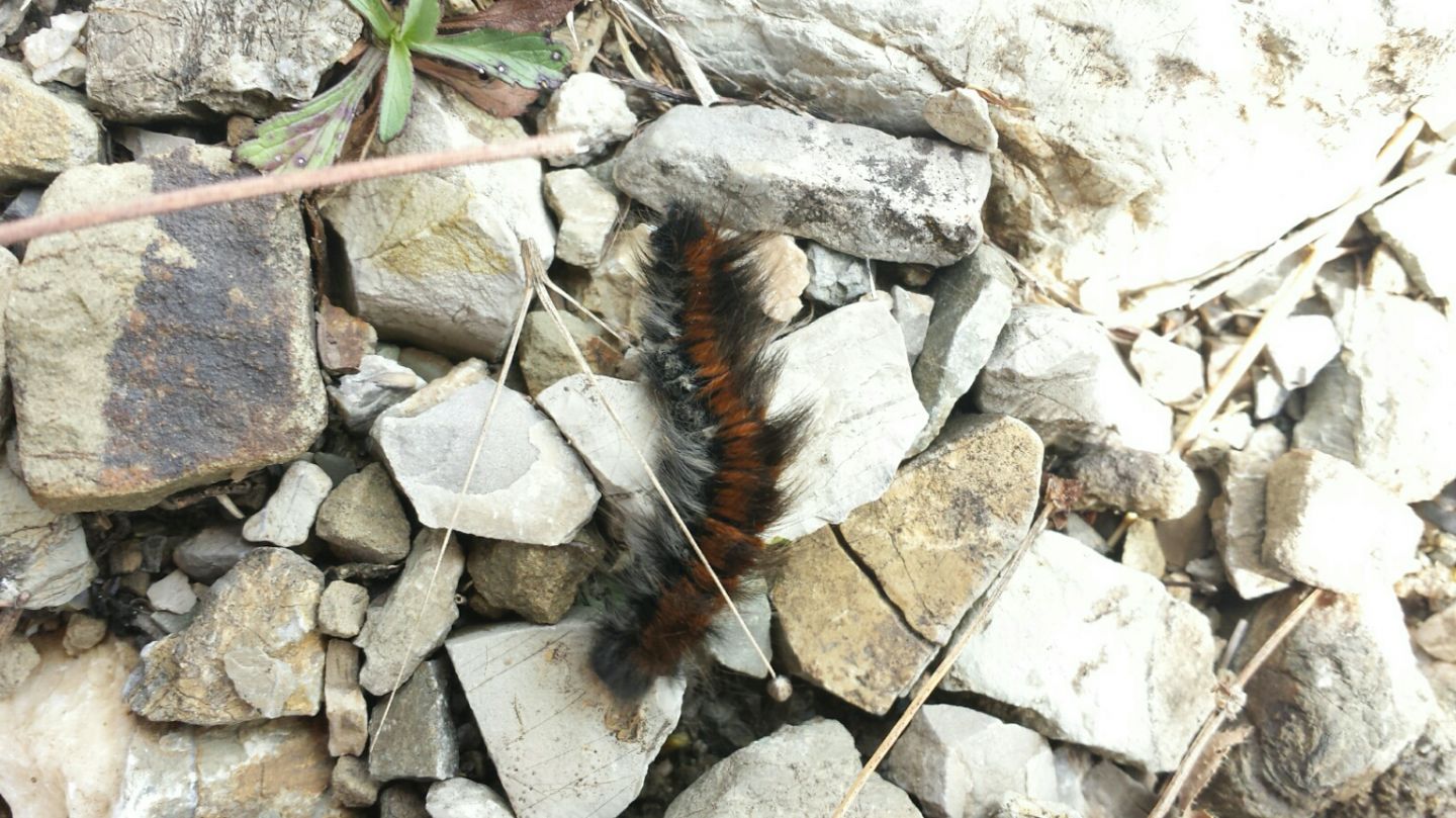 larva del monte Amiata da ID