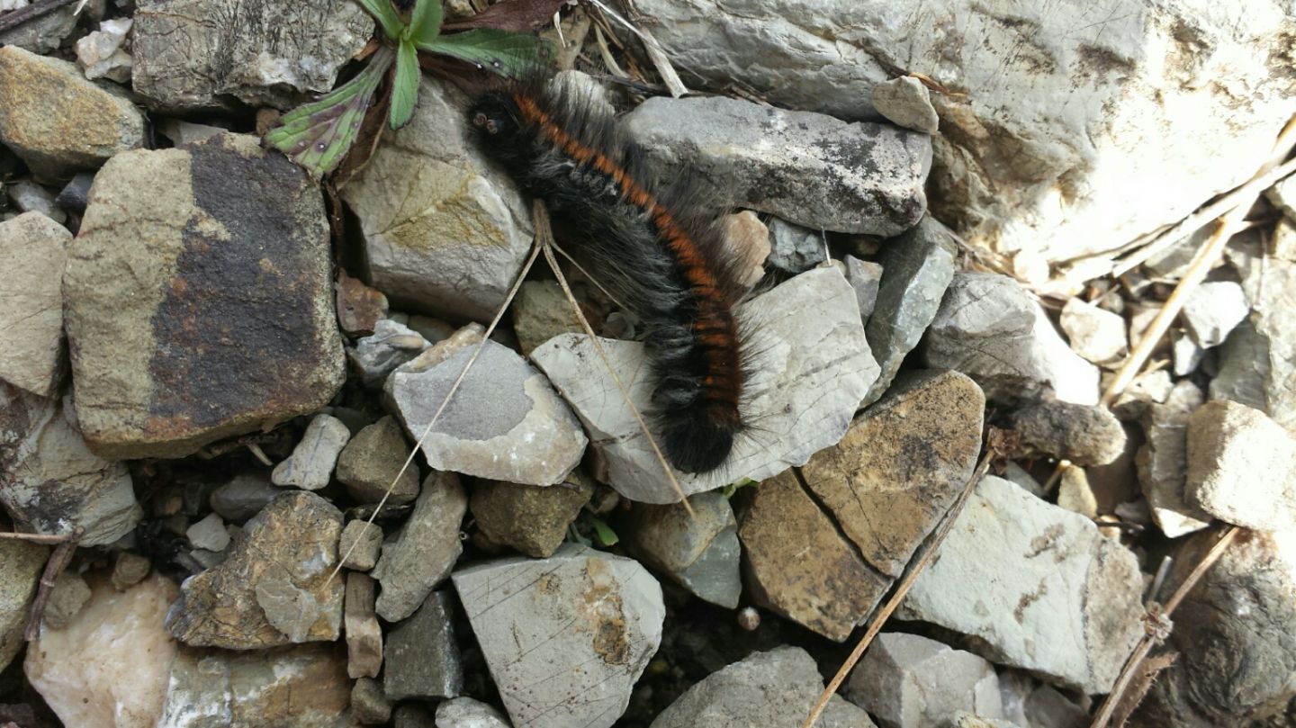 larva del monte Amiata da ID