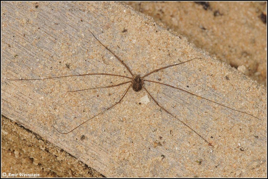 Opliones  d''Israele - ID request