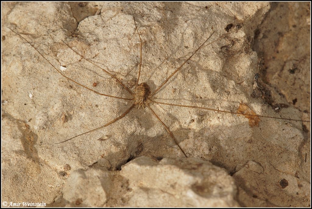 Opliones  d''Israele - ID request