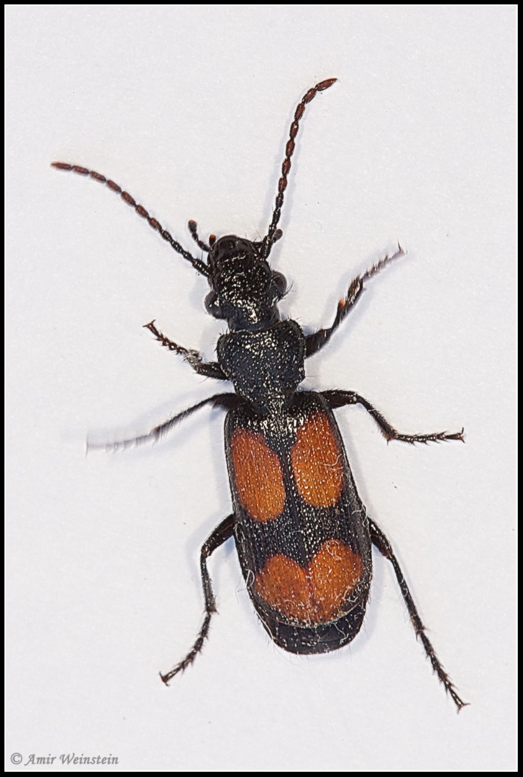 Carabidae d''Israele - Macrocheilus saulcyi