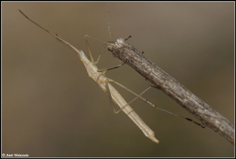 Rhopalidae: Chorosoma cf schillingi d''Israele