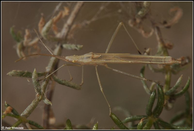 Rhopalidae: Chorosoma cf schillingi d''Israele