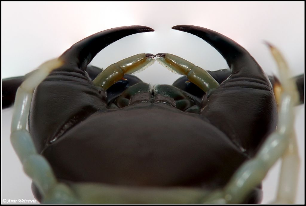 2nd maxillary palps of Scolopendra (Israel)