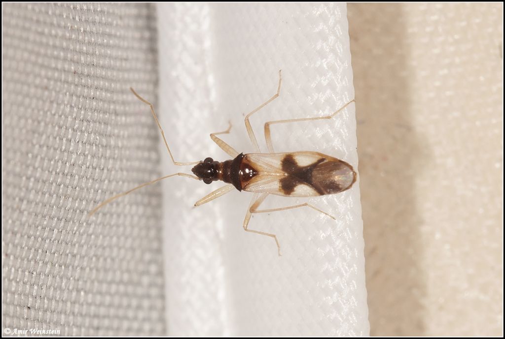 Heteroptera d''Israele