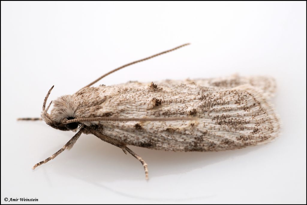 Microlepidoptera d''Israele