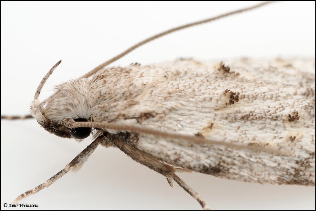 Microlepidoptera d''Israele