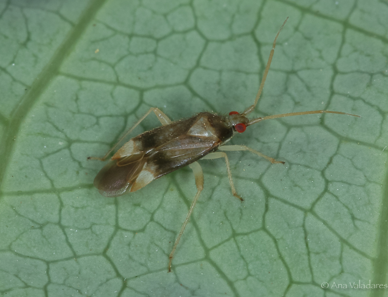 Miridae:  Phylus sp.?  No, Pseudoloxops coccineus