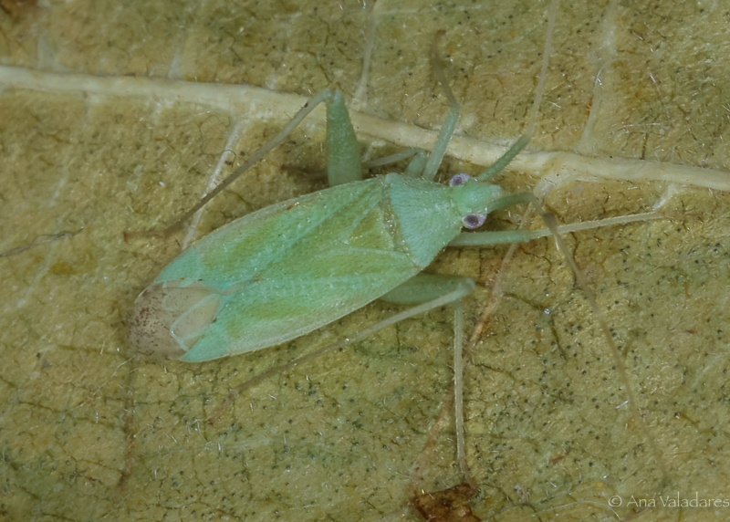 Miridae: Phytocoris virescens