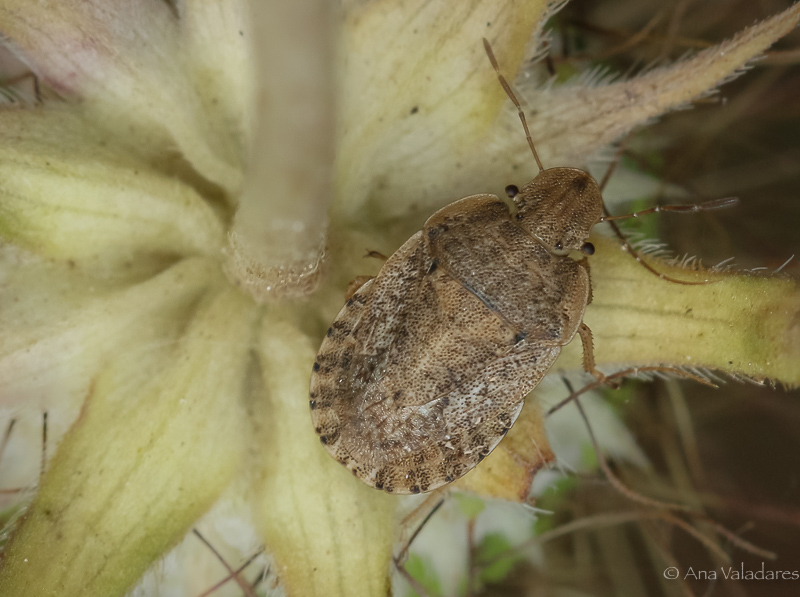 Pentatomidae:  Sciocoris macrocephalus