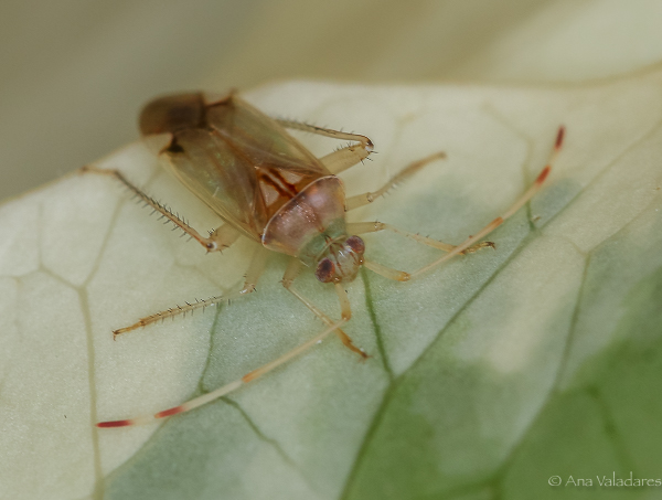 Miridae: Megacoelum sp. ?  S,  Megacoelum infusum