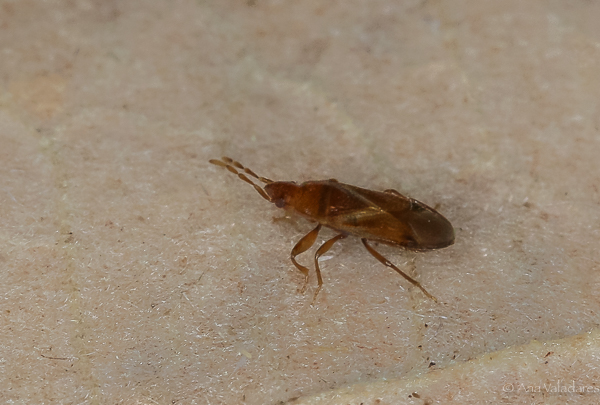 Lygaeidae: Camptocera glaberrima ?   S !