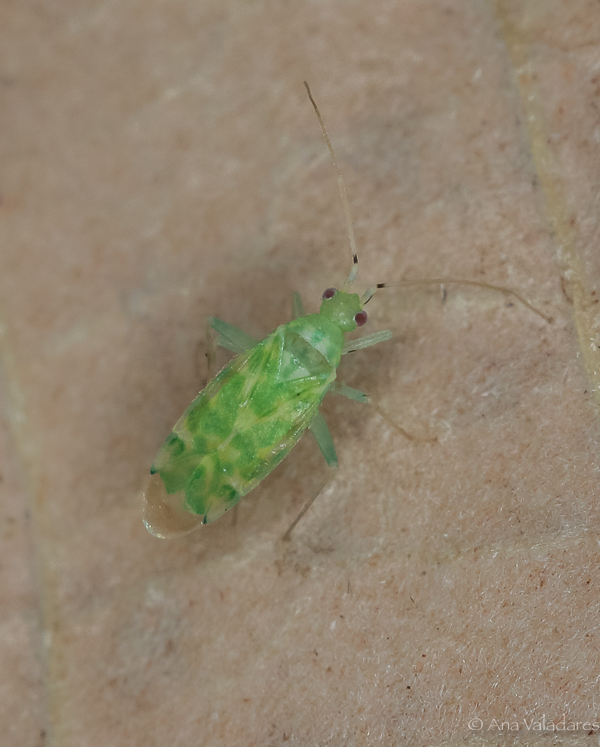 Miridae: Malacocoris chlorizans ?   S !