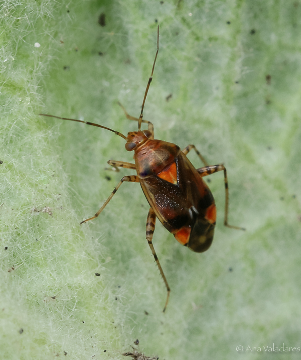 Miridae: Liocoris tripustulatus