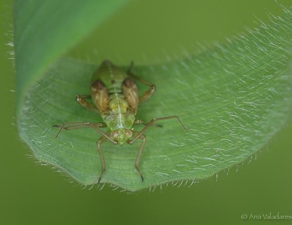 Ninfa de Miridae