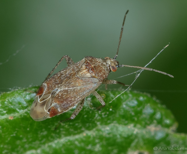 Miridae: Psallus aurora ?...  Psallus sp.