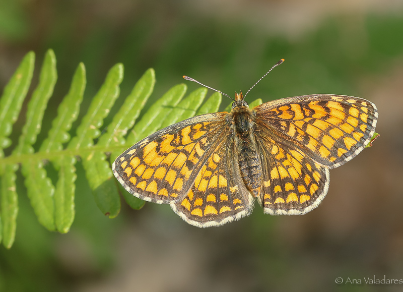 Melitaea parthenoides (??)