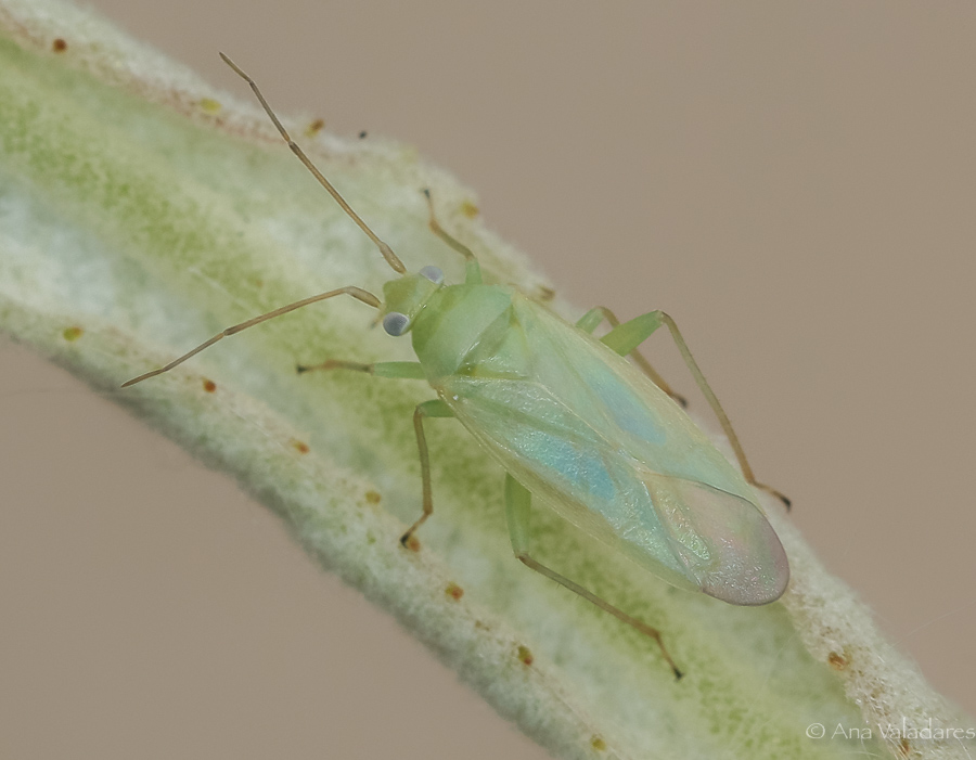 Miridae: Blepharidopterus diaphanus