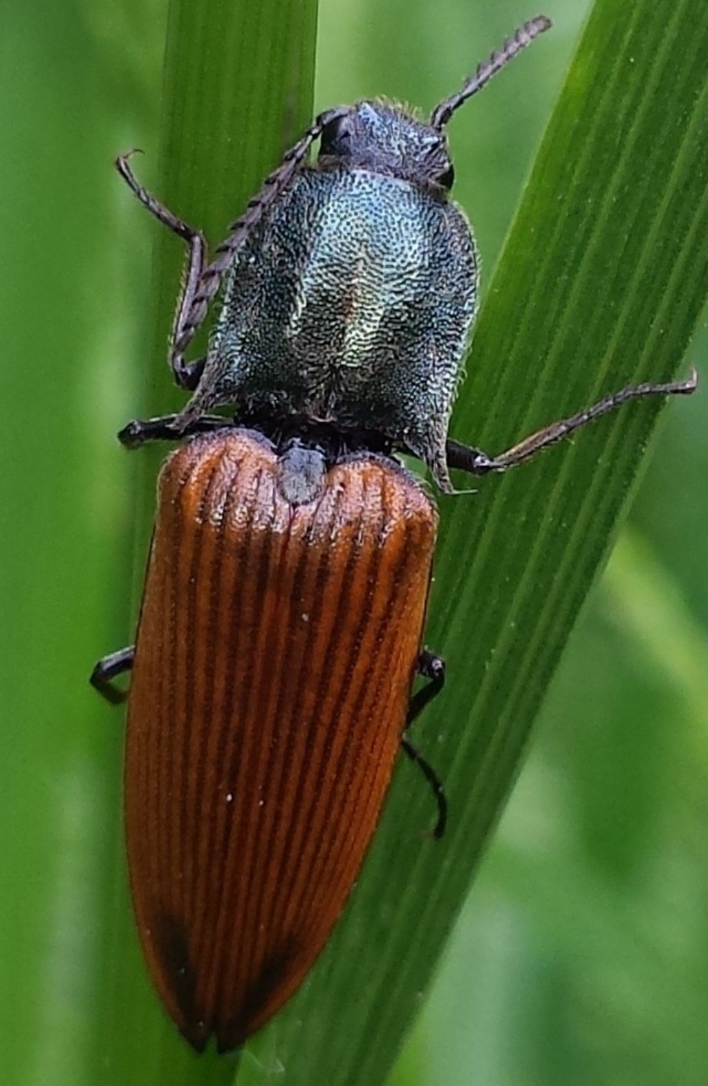 Athous haemorrhoidalis ? No, Ctenicera virens, Elateridae