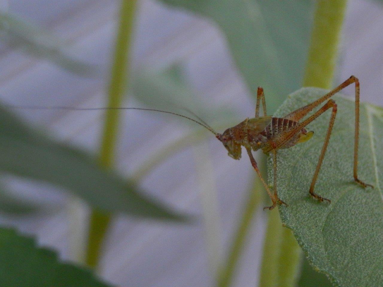 Neanide di cavalletta?