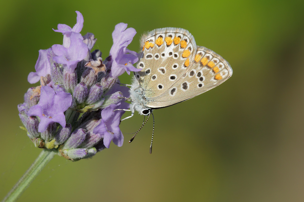 Aricia agestis