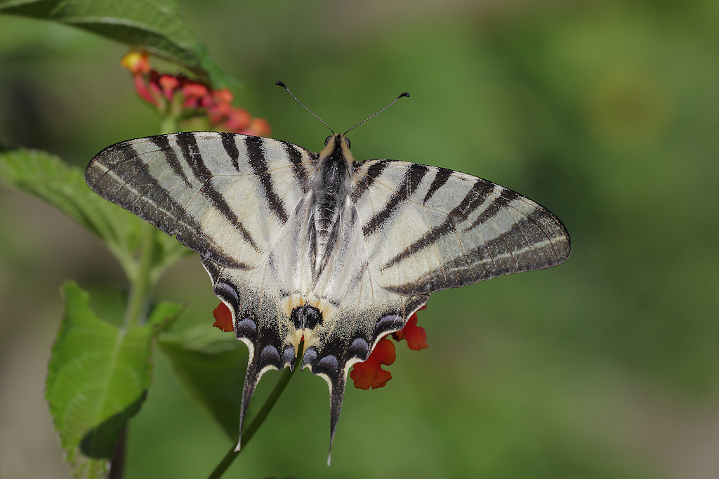 Iphiclides podalirius