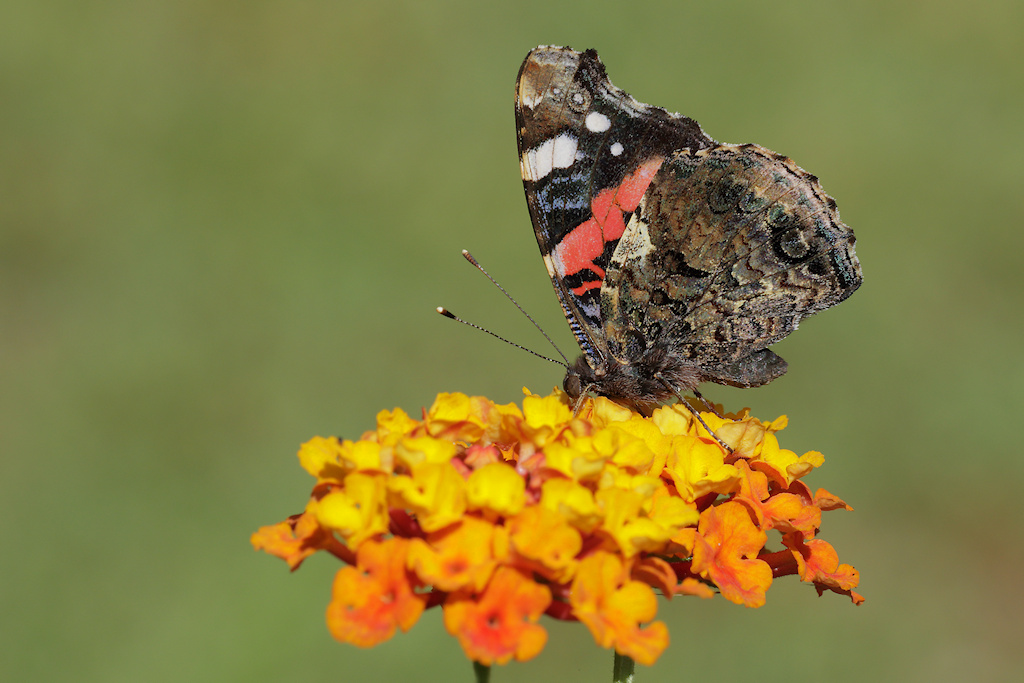 Vanessa atalanta