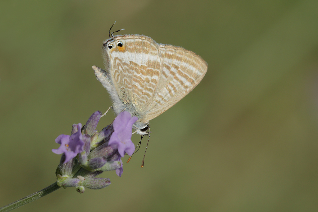 Cacyreus marshalli, ops... Lampides boeticus !