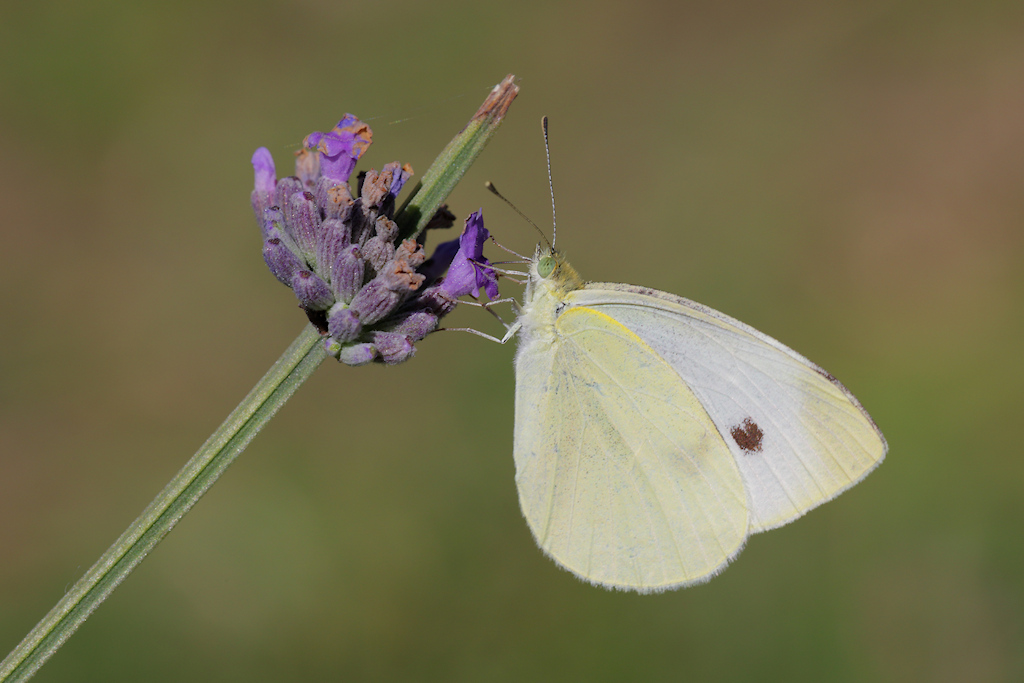 Pieris brassicae