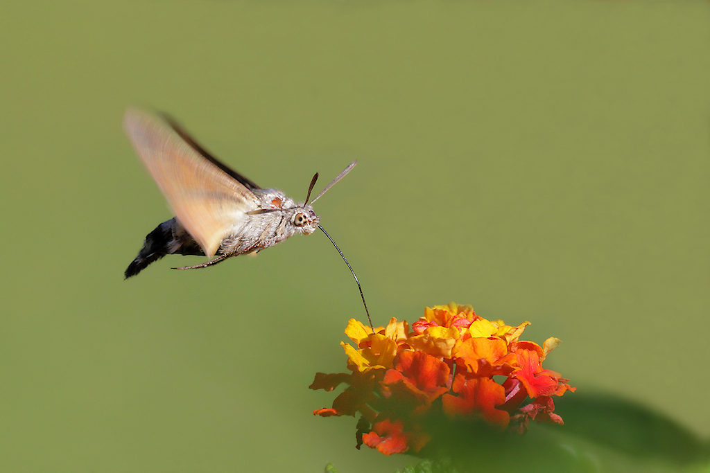 Macroglossum stellatarum